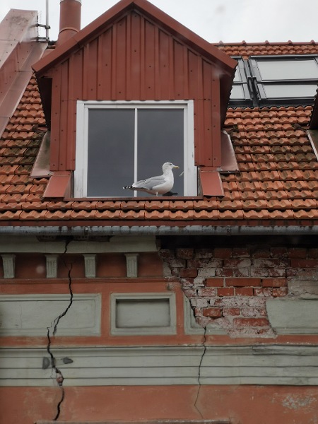 Eine Möwe am Dach eines Hauses in Klaipeda