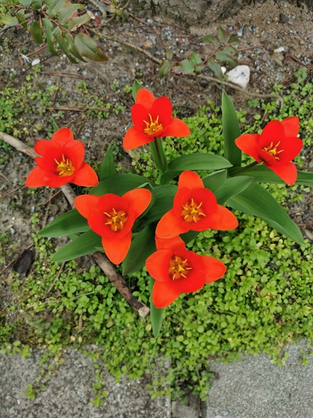 6 Rote Tulpen